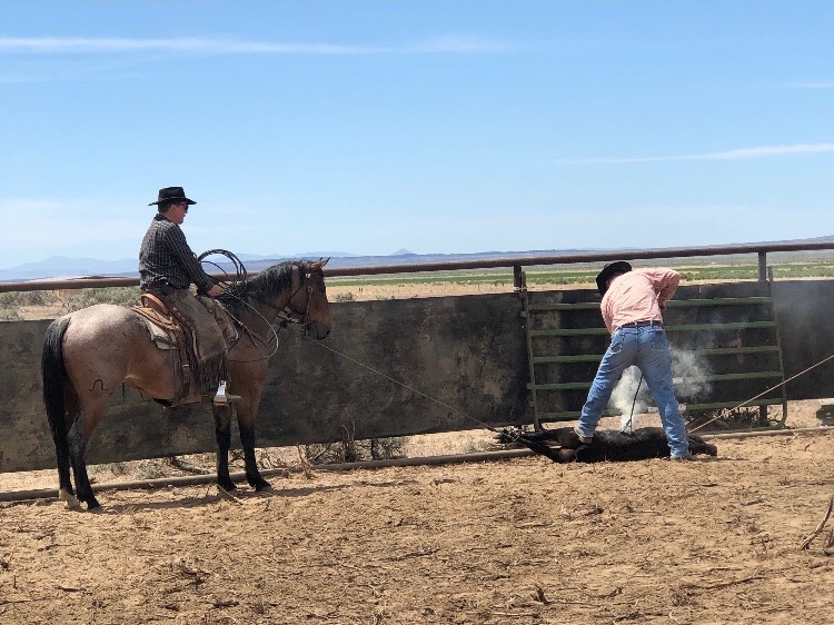 Chad Murdock roping a cow for branding
